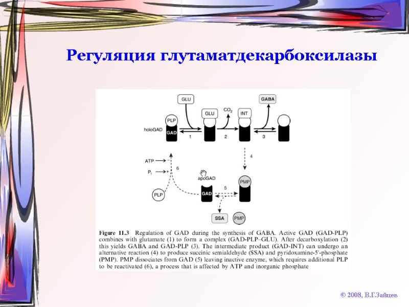 Регуляция глутаматдекарбоксилазы © 2008, В.Г.Зайцев